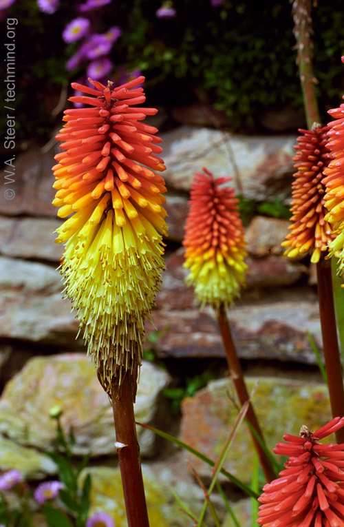 Red Hot Poker, Torch lily, Poker Plant (Kniphofia uvaria)